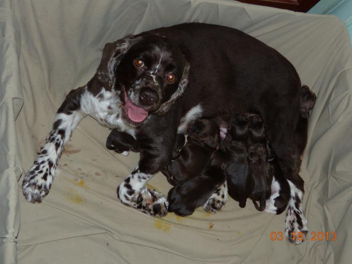 Nimue & 1day old puppies